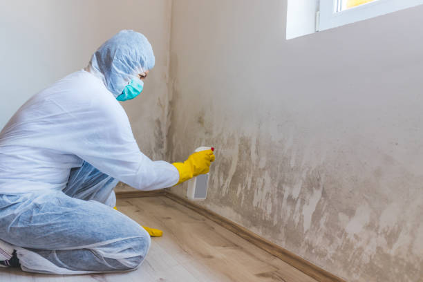 Licensed Mold Removal service in Exmore, VA - Car Mold Remediation